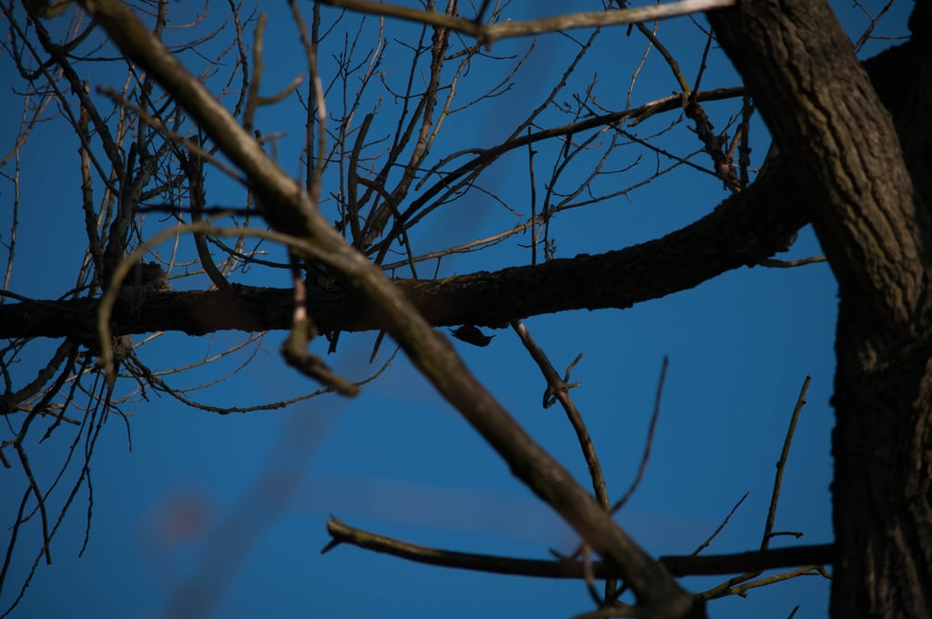 Bird on tree