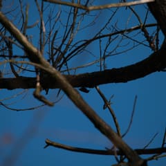 Bird on tree