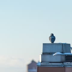 Winter above Varbergs roofs