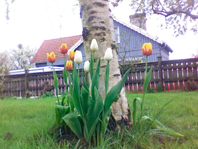 Tulpen im Garten
