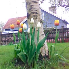 Tulpen im Garten
