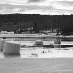 Hay in Ice