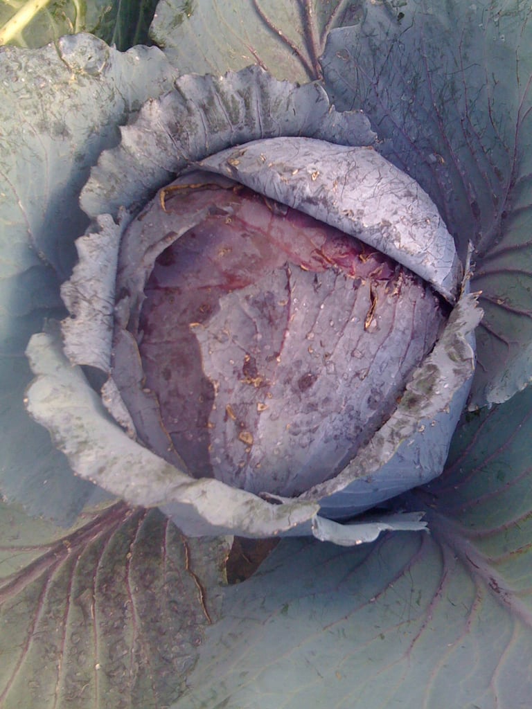 Rotkohl