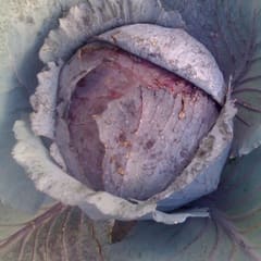 Rotkohl