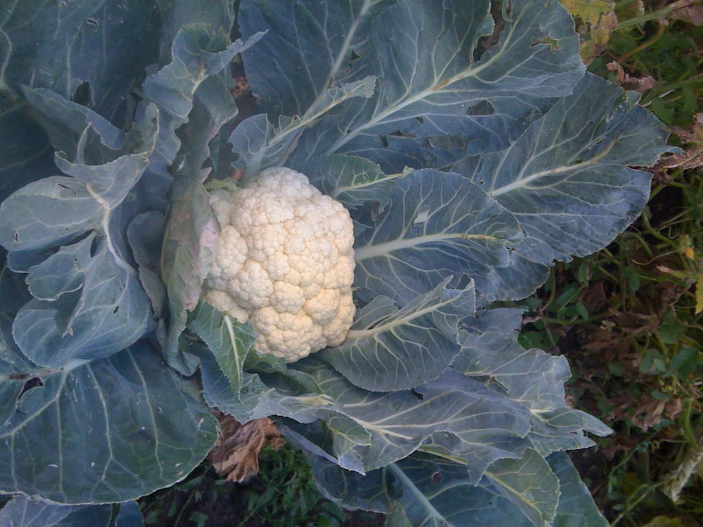 Blumenkohl