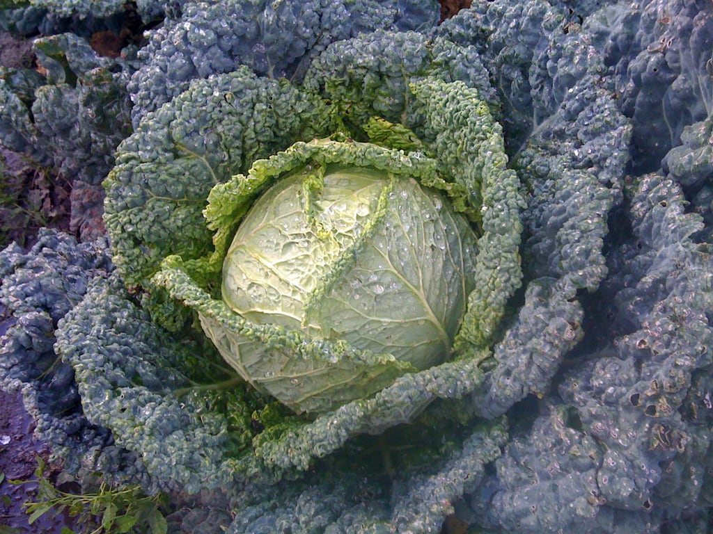 Weißkohl