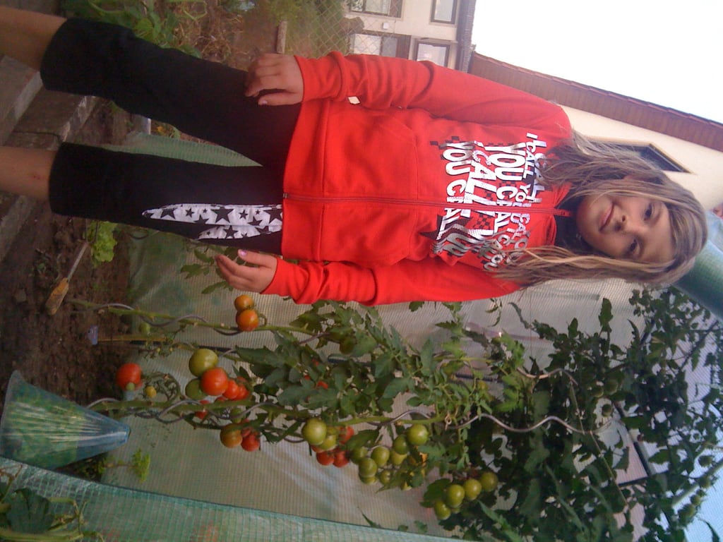 Tomatensträucher