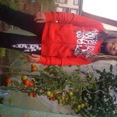 Tomatensträucher
