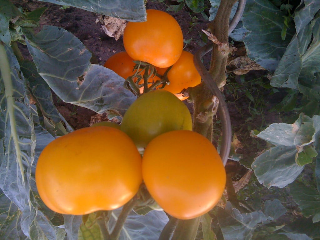 Gelbe Tomaten
