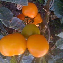 Gelbe Tomaten