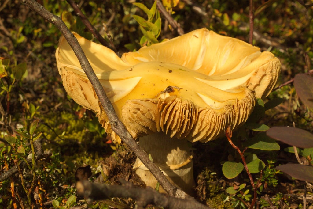 Mushrooms_falls