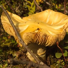 Mushrooms_falls