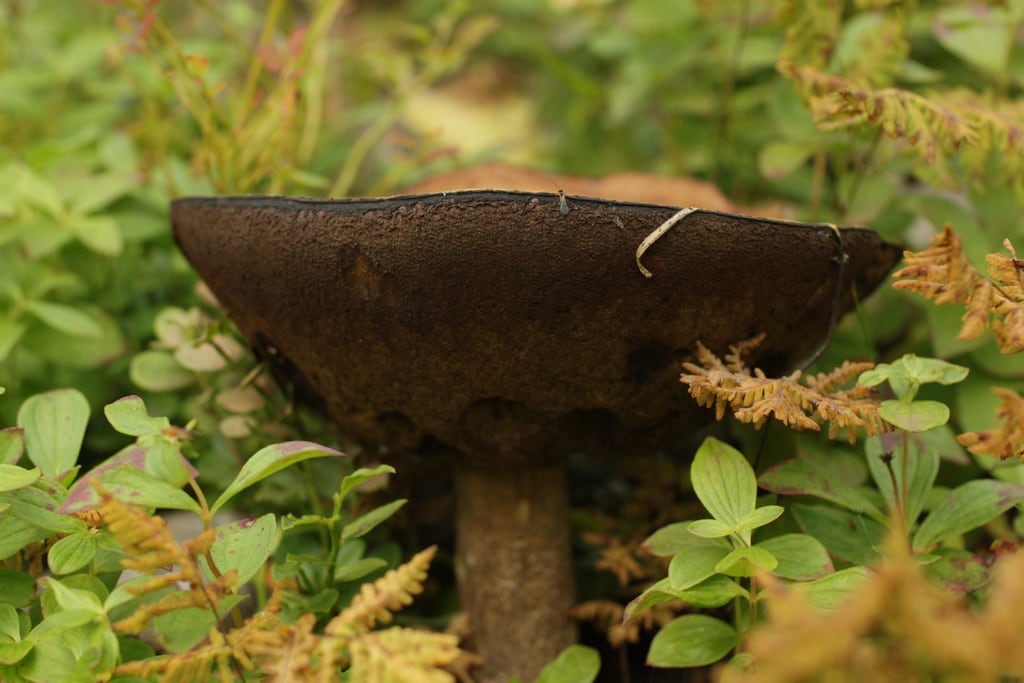 Mushroom
