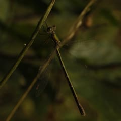 _MG_0099