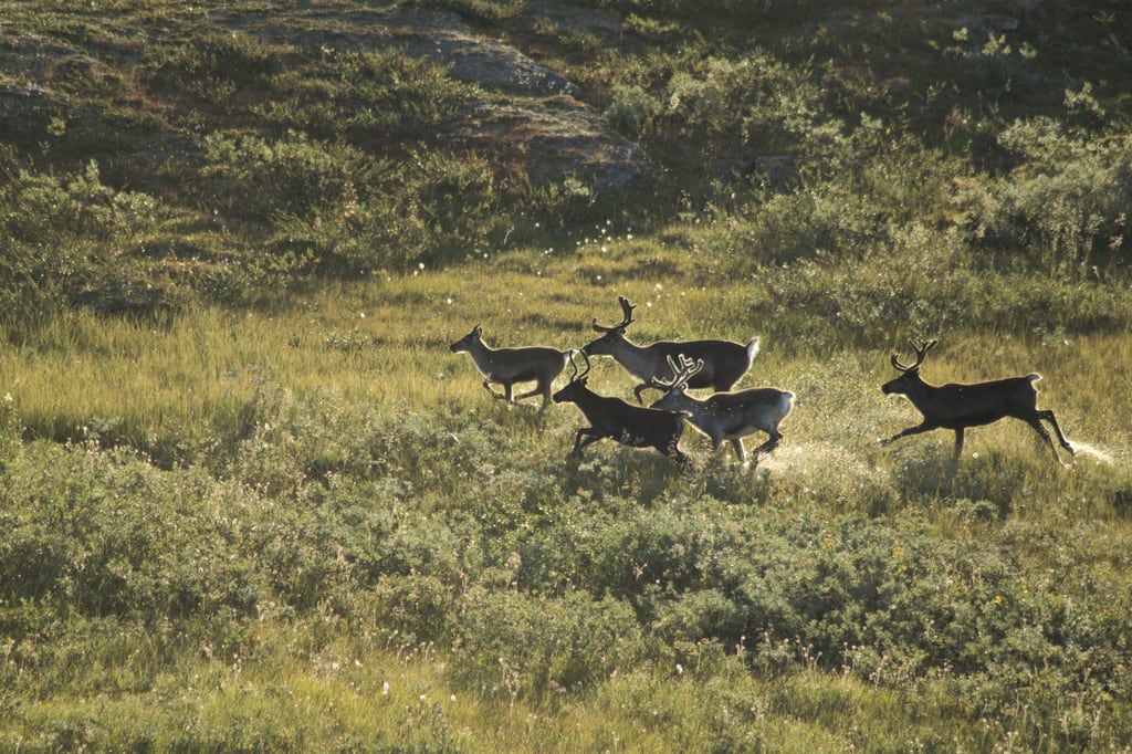 Rendeers