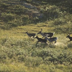 Rendeers