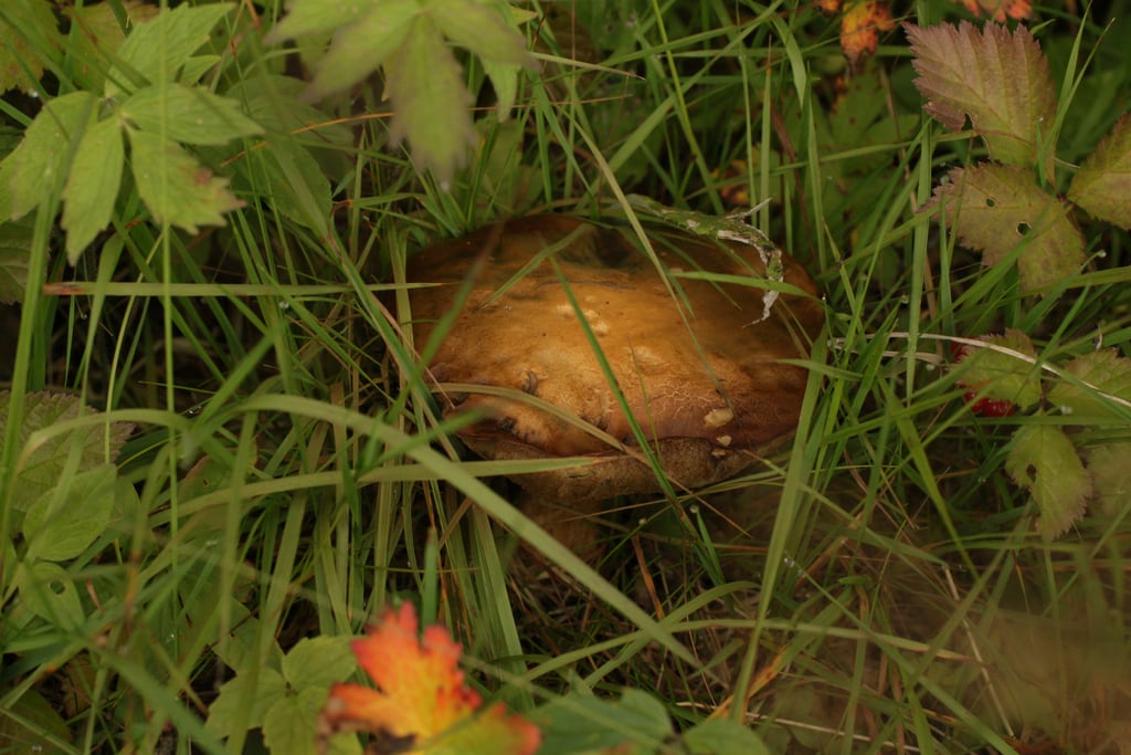 Mushroom