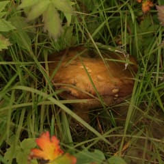 Mushroom
