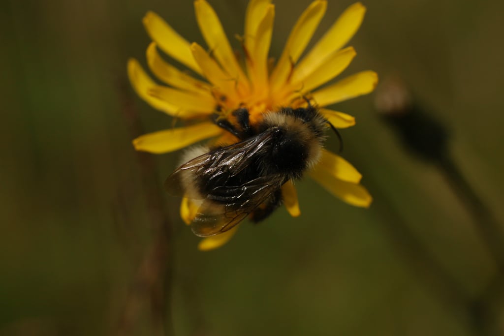 Bumblebee on a flower