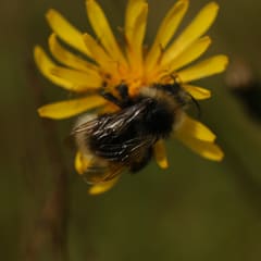 Bumblebee on a flower