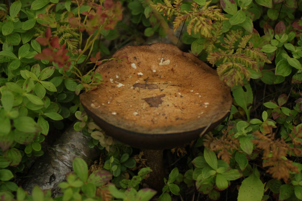 Mushroom
