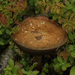 Mushroom