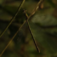 _MG_0103