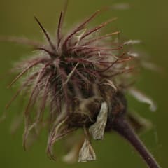 seared flower