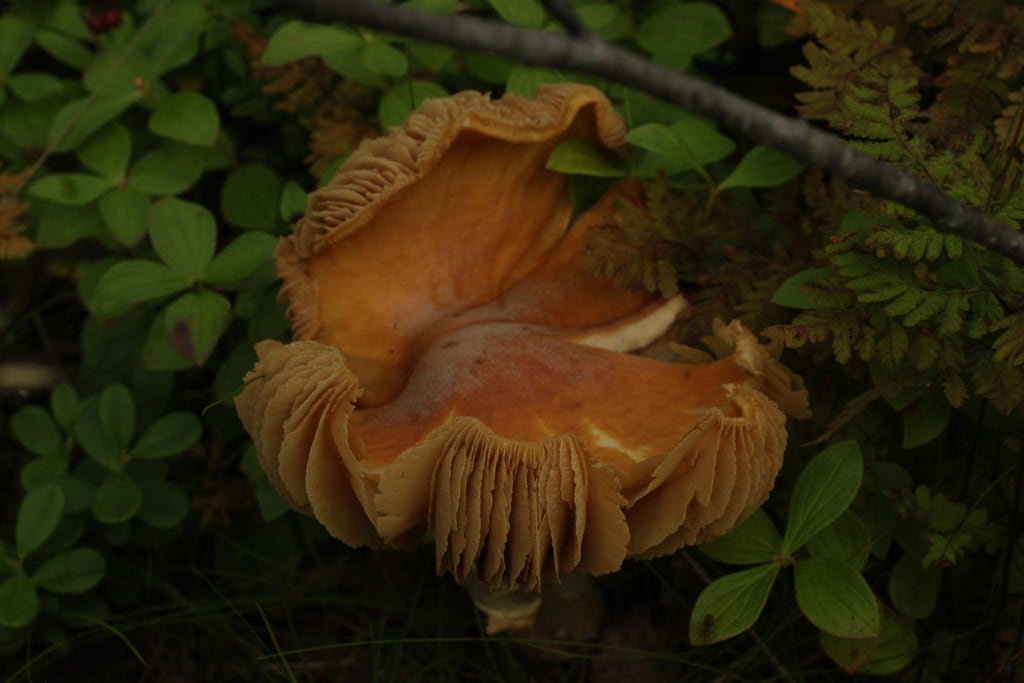 Mushroom