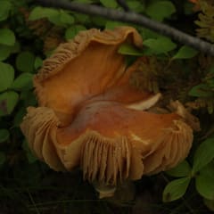 Mushroom