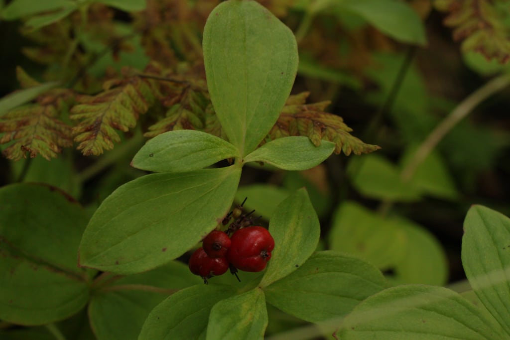 dwarf cornel