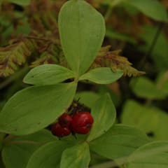 dwarf cornel
