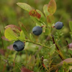 IMG_0022