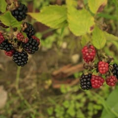 _MG_0015