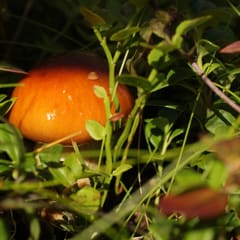 IMG_0013