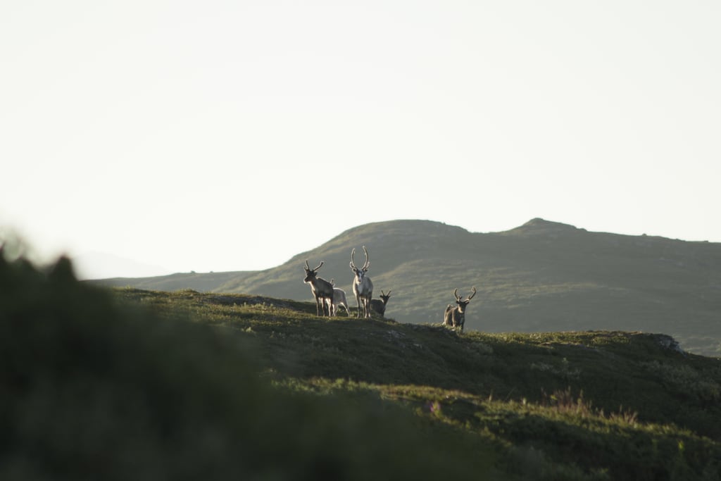 _MG_0231