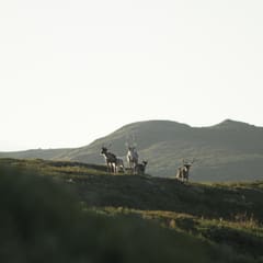 _MG_0231