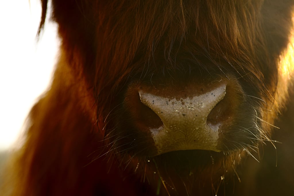 Bull face in morning sun