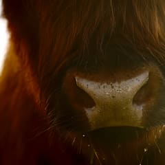 Bull face in morning sun