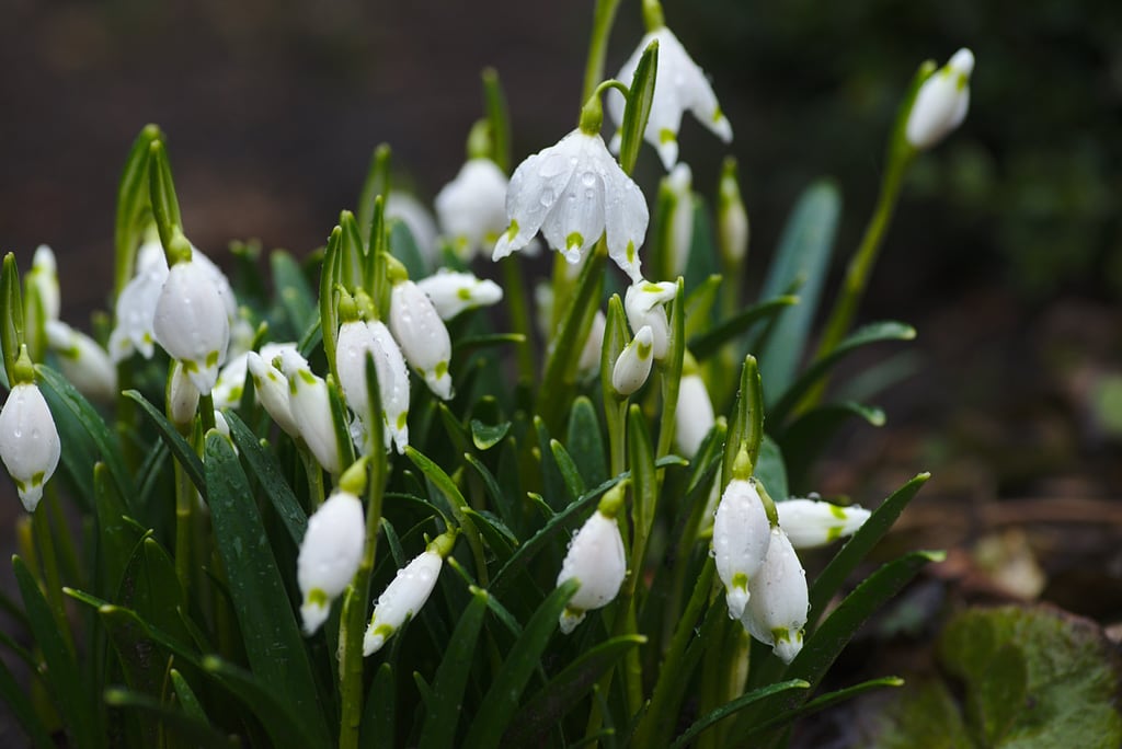 Spring Flowers