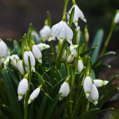 Spring Flowers
