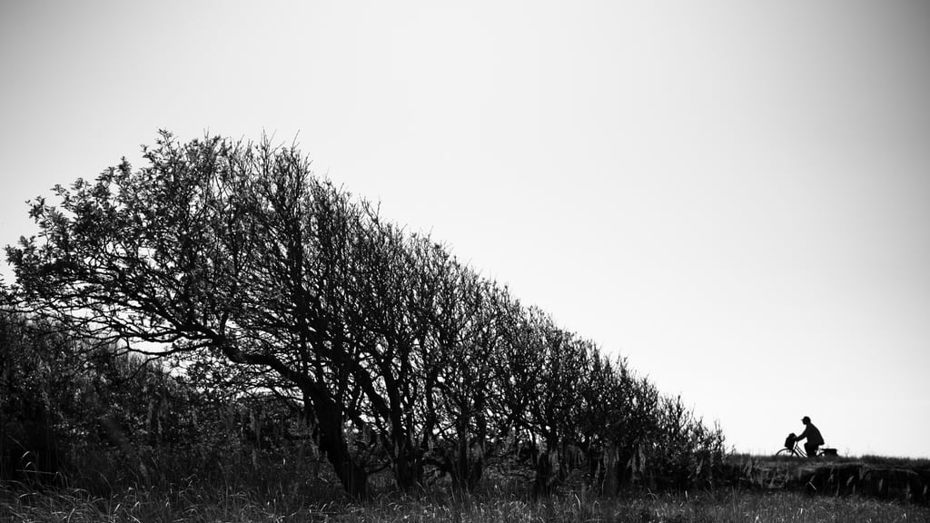 Cyclist and coast trees