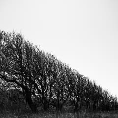 Cyclist and coast trees