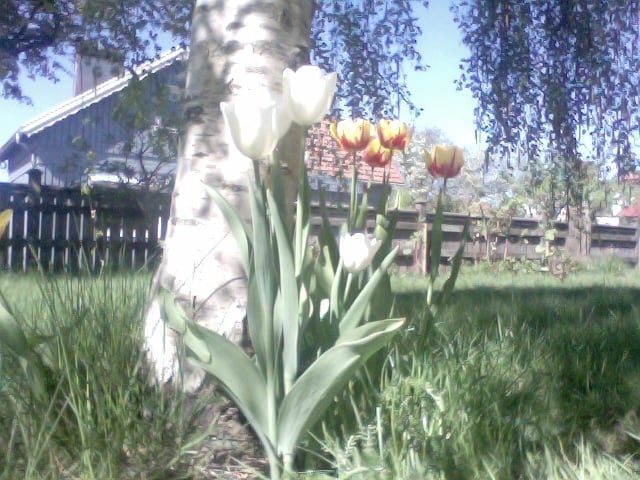 Tulpen im Garten