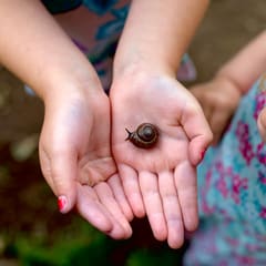 Snail