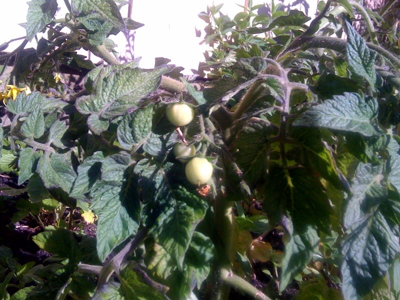 Erste Tomaten!