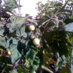Erste Tomaten!