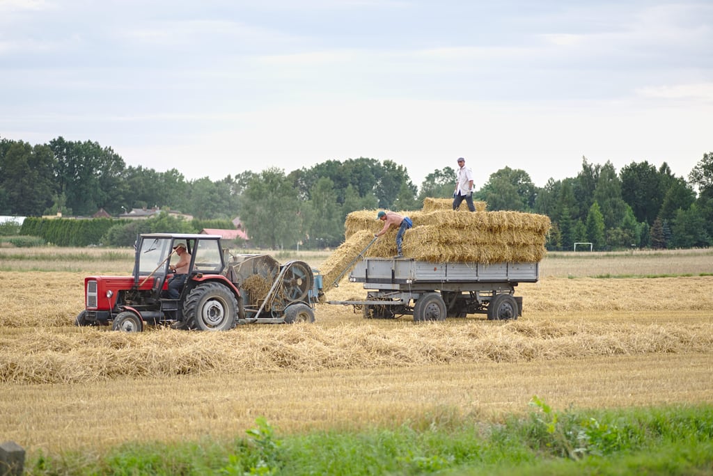 Harvest time