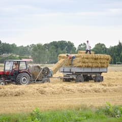 Harvest time