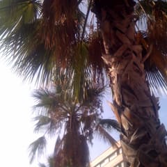 Palmen